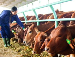 3 đại gia giàu nhất sàn chứng khoán đi làm nông nghiệp
