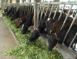 Là một nước nông nghiệp, nhưng Việt Nam lại phải nhập khẩu cỏ để phục vụ chăn nuôi bò sữa...