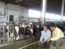 Quyết định 167/2001/QĐ-TTg của Chính phủ đã tạo tiền đề cho ngành bò sữa Việt Nam (VN).