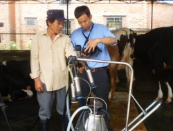 Mô hình mới phát triển ngành chăn nuôi bò sữa