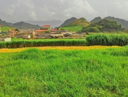 Các giống cỏ trong chăn nuôi bò công nghiệp