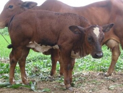 Các bệnh thường gặp ở trâu, bò