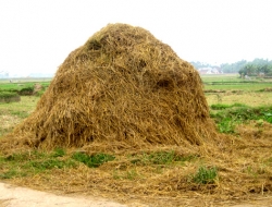 Bảo quản chế biến rơm cho Trâu Bò